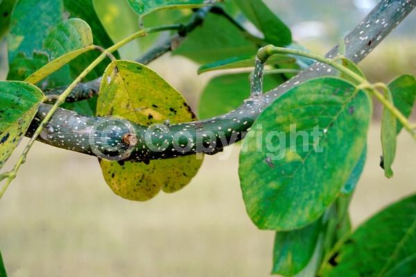Pink blooms; Lavender blooms; Deciduous; North American Native