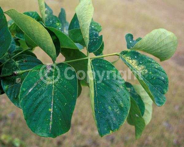 Pink blooms; Lavender blooms; Deciduous; North American Native