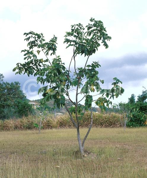 Pink blooms; Lavender blooms; Deciduous; North American Native