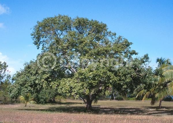 White blooms; Lavender blooms; Evergreen; Needles or needle-like leaf; North American Native