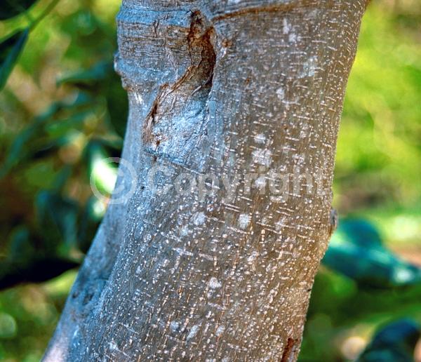 White blooms; Lavender blooms; Evergreen; Needles or needle-like leaf; North American Native