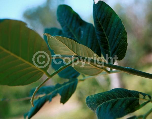 White blooms; Lavender blooms; Evergreen; Needles or needle-like leaf; North American Native