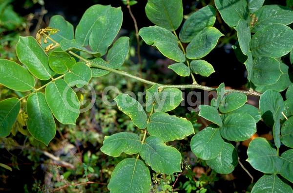 White blooms; Lavender blooms; Evergreen; Needles or needle-like leaf; North American Native