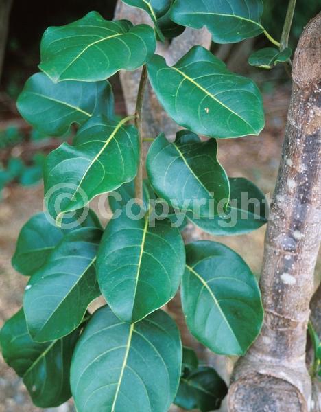 Yellow blooms; Pink blooms; Evergreen