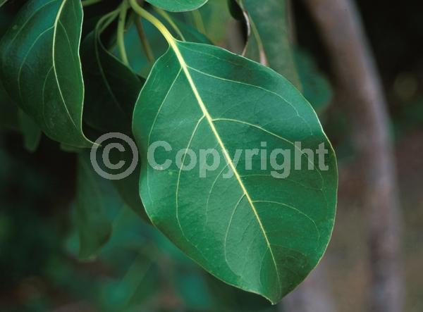 Yellow blooms; Pink blooms; Evergreen