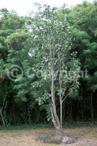 Yellow blooms; Pink blooms; Evergreen