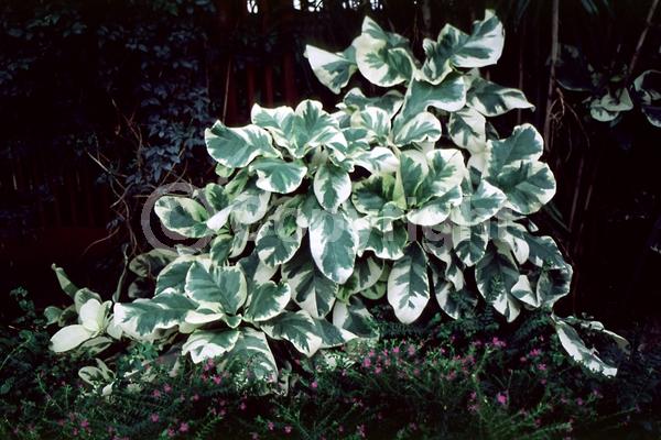 Yellow blooms; Pink blooms; Evergreen