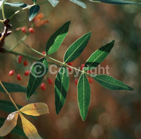Green blooms; Deciduous; Broadleaf