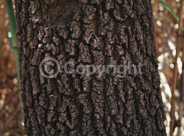 Green blooms; Deciduous; Broadleaf