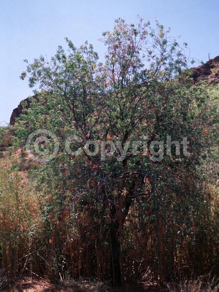 Green blooms; Deciduous; Broadleaf