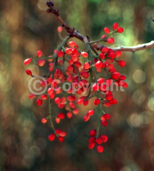 Green blooms; Deciduous; Broadleaf