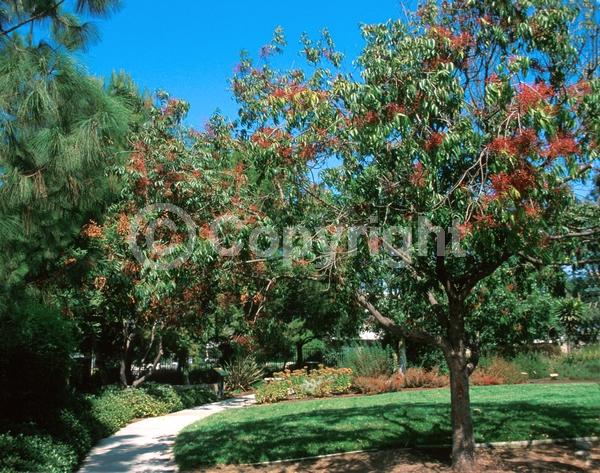 Green blooms; Deciduous; Broadleaf