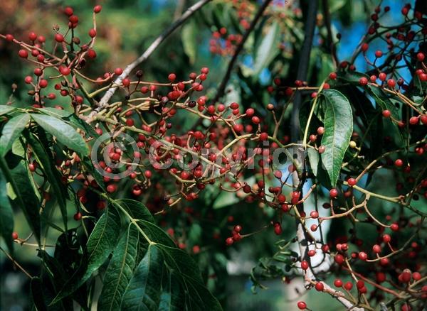 Green blooms; Deciduous; Broadleaf