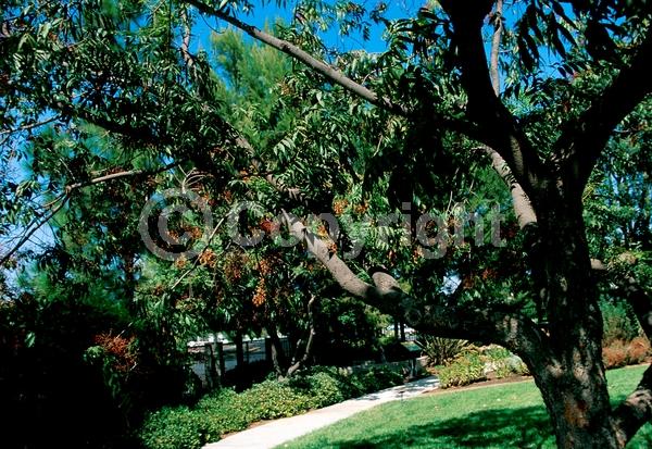 Green blooms; Deciduous; Broadleaf