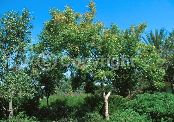 Green blooms; Deciduous; Broadleaf