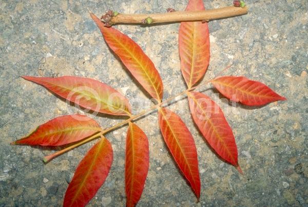 Green blooms; Deciduous; Broadleaf