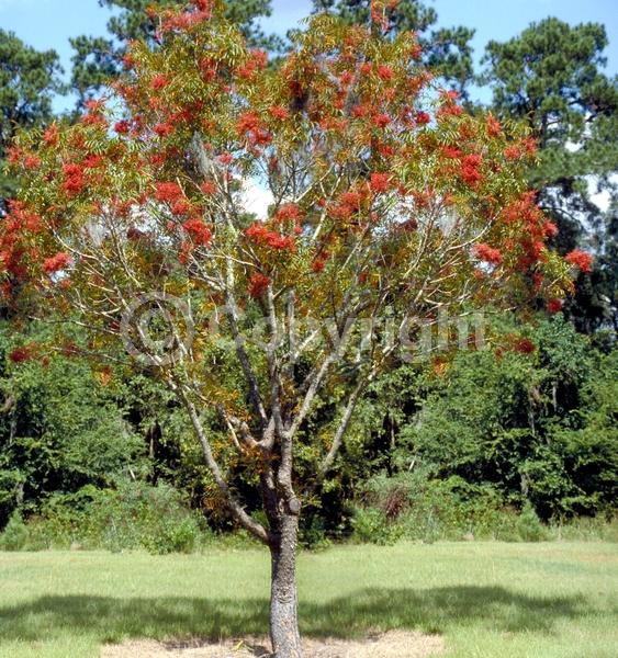 Green blooms; Deciduous; Broadleaf