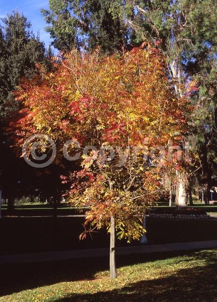 Green blooms; Deciduous; Broadleaf