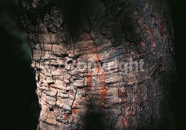 Green blooms; Deciduous; Broadleaf