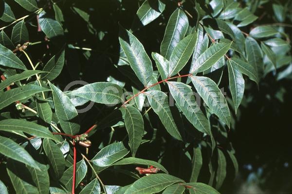 Green blooms; Deciduous; Broadleaf