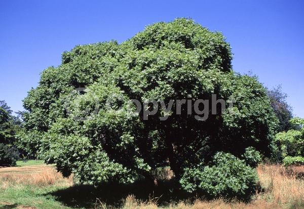 Green blooms; Deciduous; Broadleaf