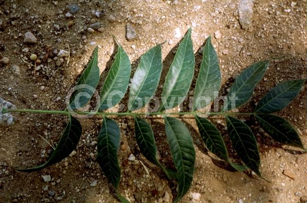 Green blooms; Deciduous; Broadleaf