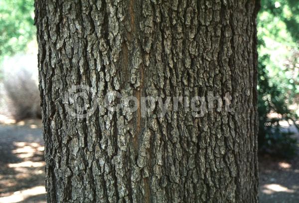 Green blooms; Deciduous; Broadleaf