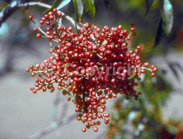 Green blooms; Deciduous; Broadleaf