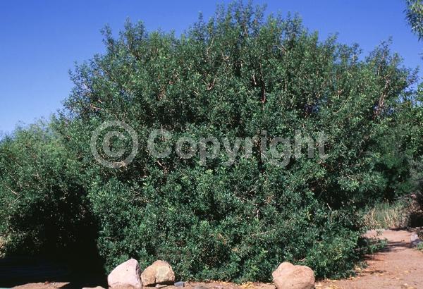 Green blooms; Evergreen