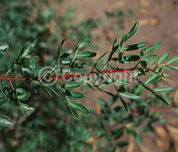 Green blooms; Evergreen