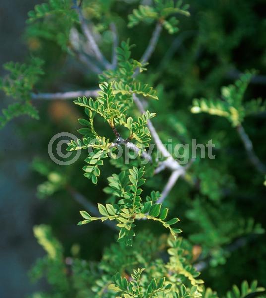 Green blooms; Evergreen; Broadleaf; North American Native