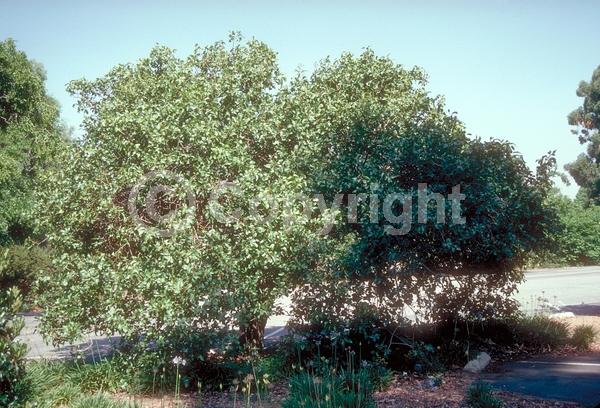 Red blooms; Deciduous; Broadleaf
