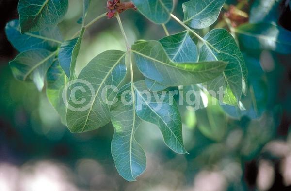 Red blooms; Deciduous; Broadleaf
