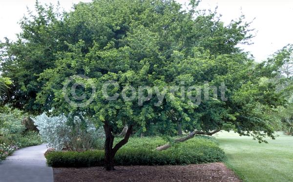 Yellow blooms; White blooms; Evergreen; North American Native