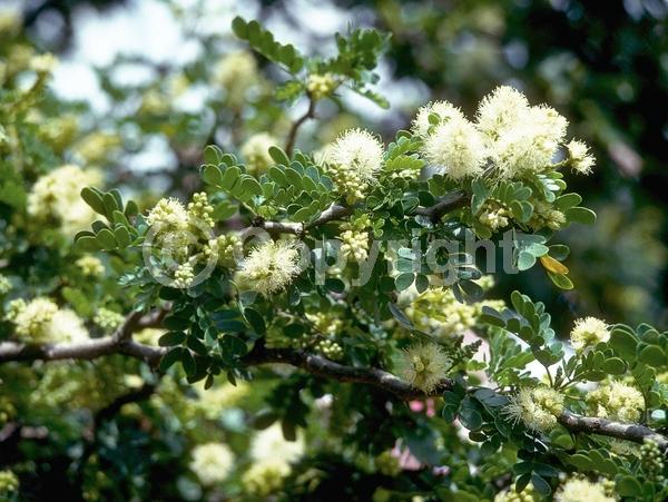Yellow blooms; White blooms; Evergreen; North American Native