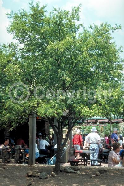 Yellow blooms; White blooms; Evergreen; North American Native