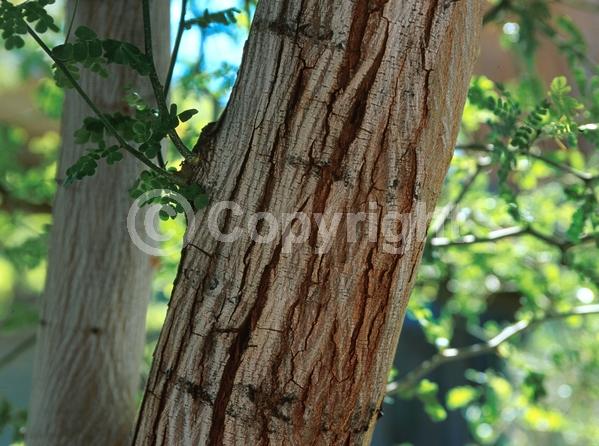 Yellow blooms; White blooms; Evergreen; North American Native