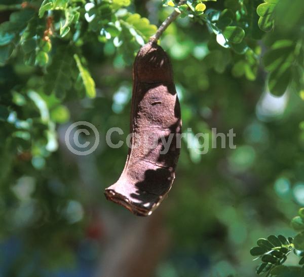 Yellow blooms; White blooms; Evergreen; North American Native