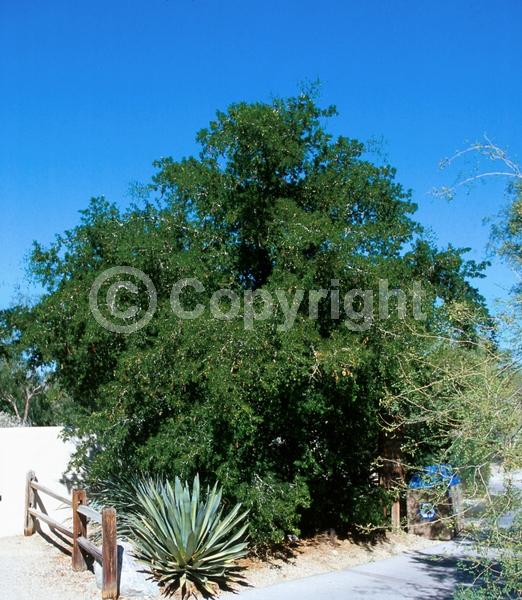 Yellow blooms; White blooms; Evergreen; North American Native