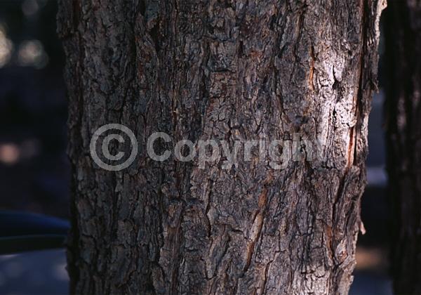 Yellow blooms; White blooms; Evergreen; North American Native