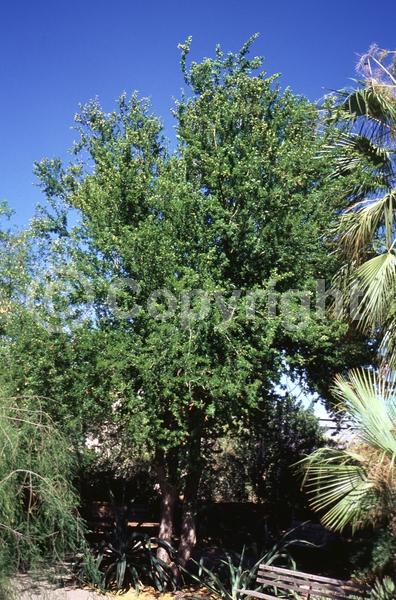 Yellow blooms; White blooms; Evergreen; North American Native