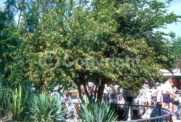 Yellow blooms; White blooms; Evergreen; North American Native