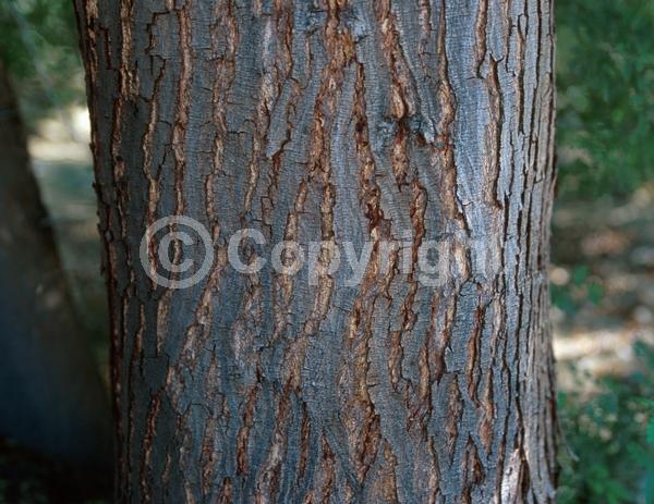 Yellow blooms; Evergreen; North American Native