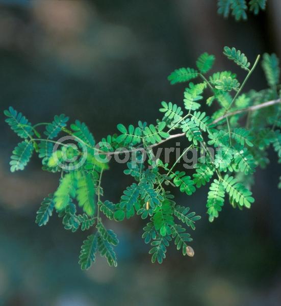 Yellow blooms; Evergreen; North American Native