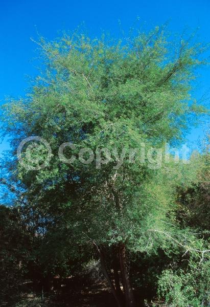 Yellow blooms; Evergreen; North American Native