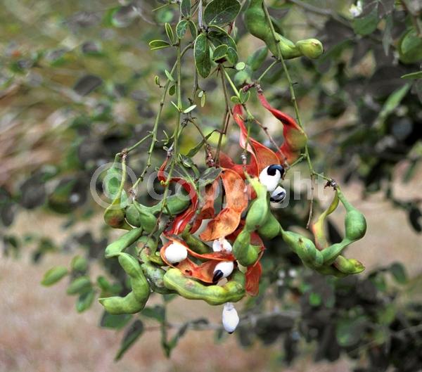 Yellow blooms; Evergreen; North American Native