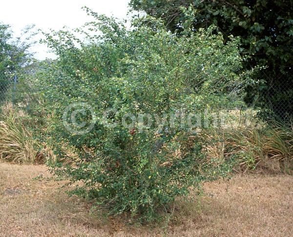 Yellow blooms; Evergreen; North American Native