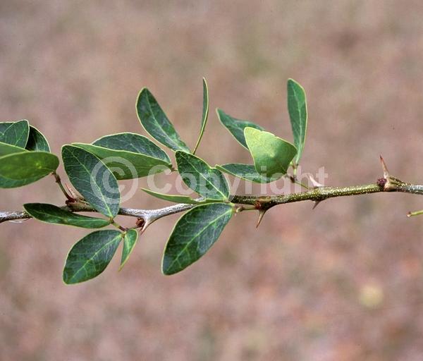 Yellow blooms; Evergreen; North American Native