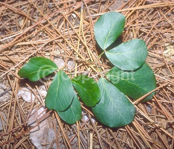 Yellow blooms; Evergreen; North American Native