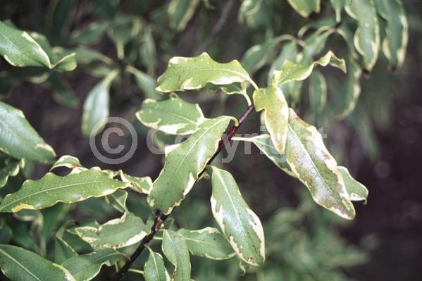 Yellow blooms; White blooms; Evergreen